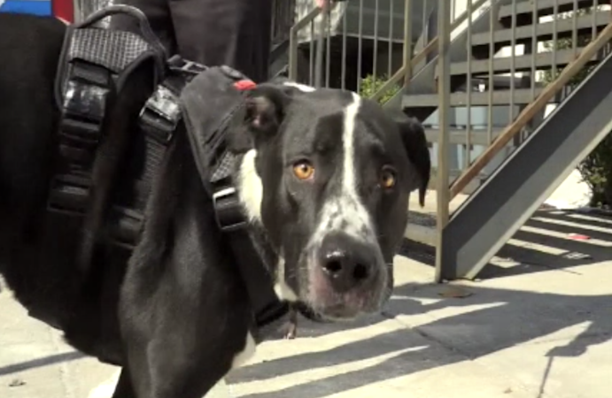 Story image: Flatbush man works to find home for abandoned dog