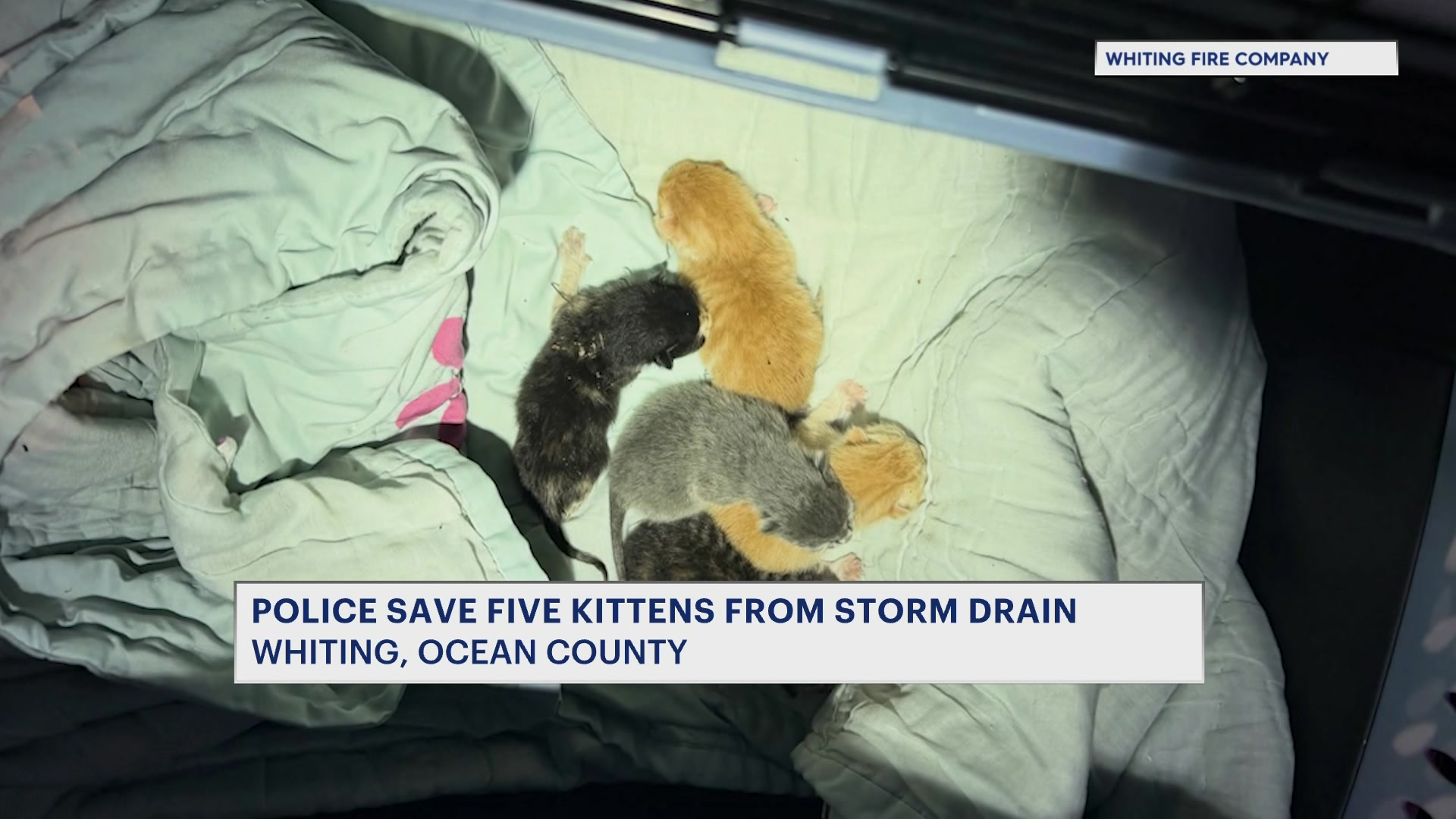 423kittensrescued_2026-04-23-12-23-42