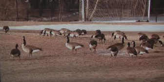 Story image: DEC: Bird flu caused death of 12 geese in Thornwood's Carroll Park 