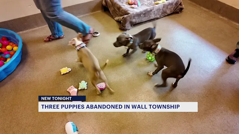 Story image: Officials continue searching for person who abandoned puppies in Allaire State Park