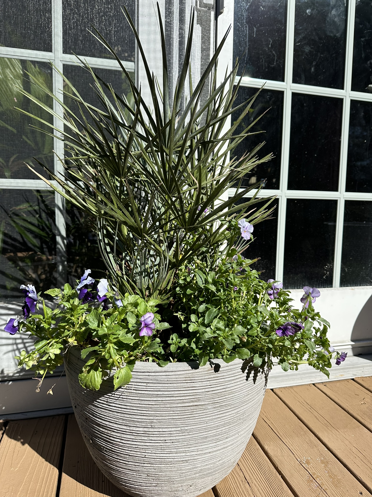 European Fan Palm on my patio.JPEG