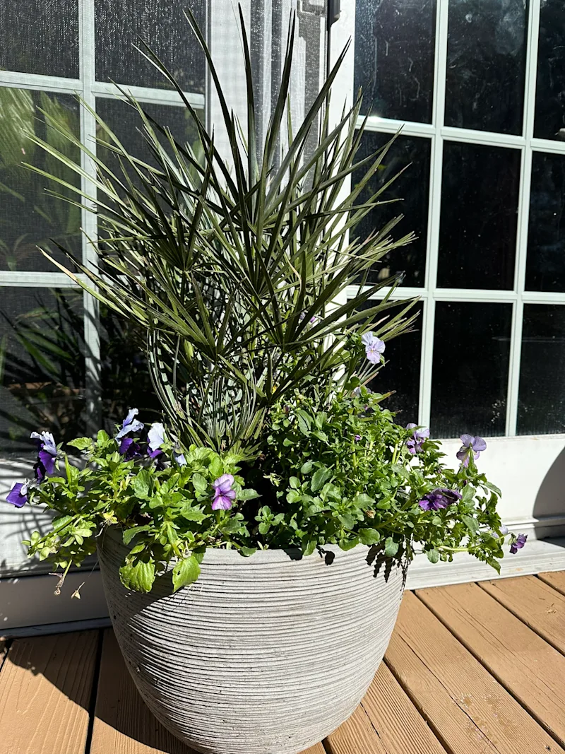 European Fan Palm on my patio.JPEG