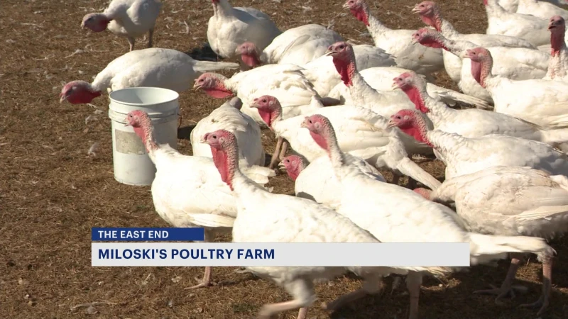 Story image: The East End: Miloski's Poultry Farm in Calverton