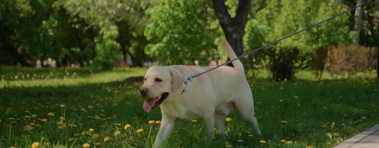 428dogwastewc_2026-04-28-07-24-13