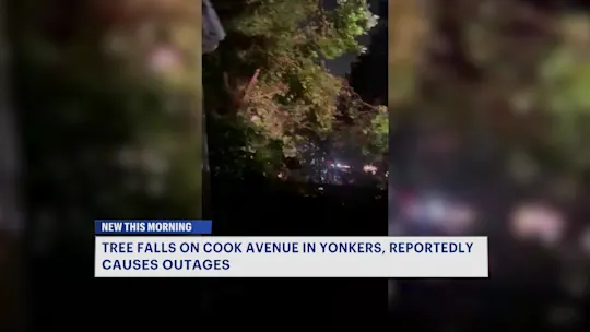 YonkersCookAvenueFallenTree824_2026-08-24-06-36-05