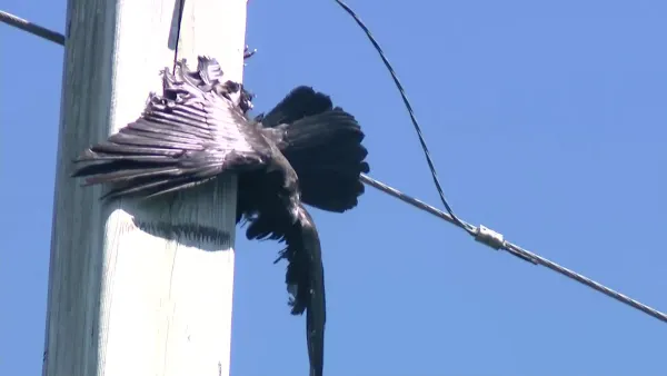 PSEG LI crew frees bird stuck in wires behind Shirley home