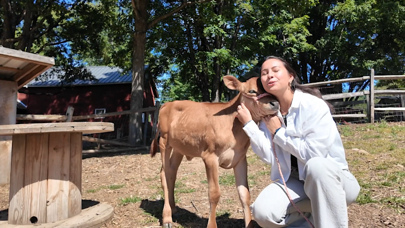 Story image: Southbury's Guardians Farm offers calf cuddles 