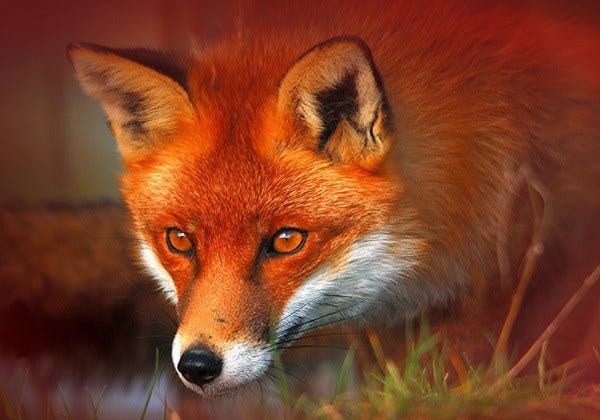 Article 107026 Thumbnail