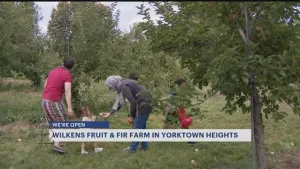 Labor Day marks the official start of apple picking season