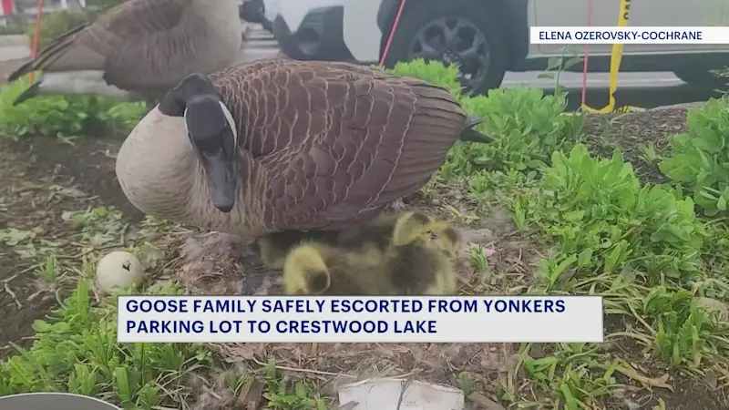 Story image: Geese family living at Central Plaza Shopping Center safely accompanied to Crestwood Lake
