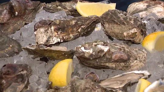 oysterfestpvw12CM_2026-10-16-12-10-51