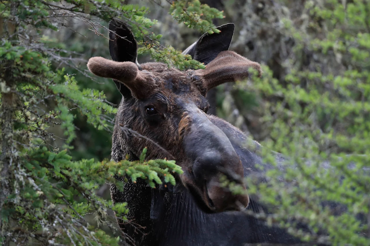 moose