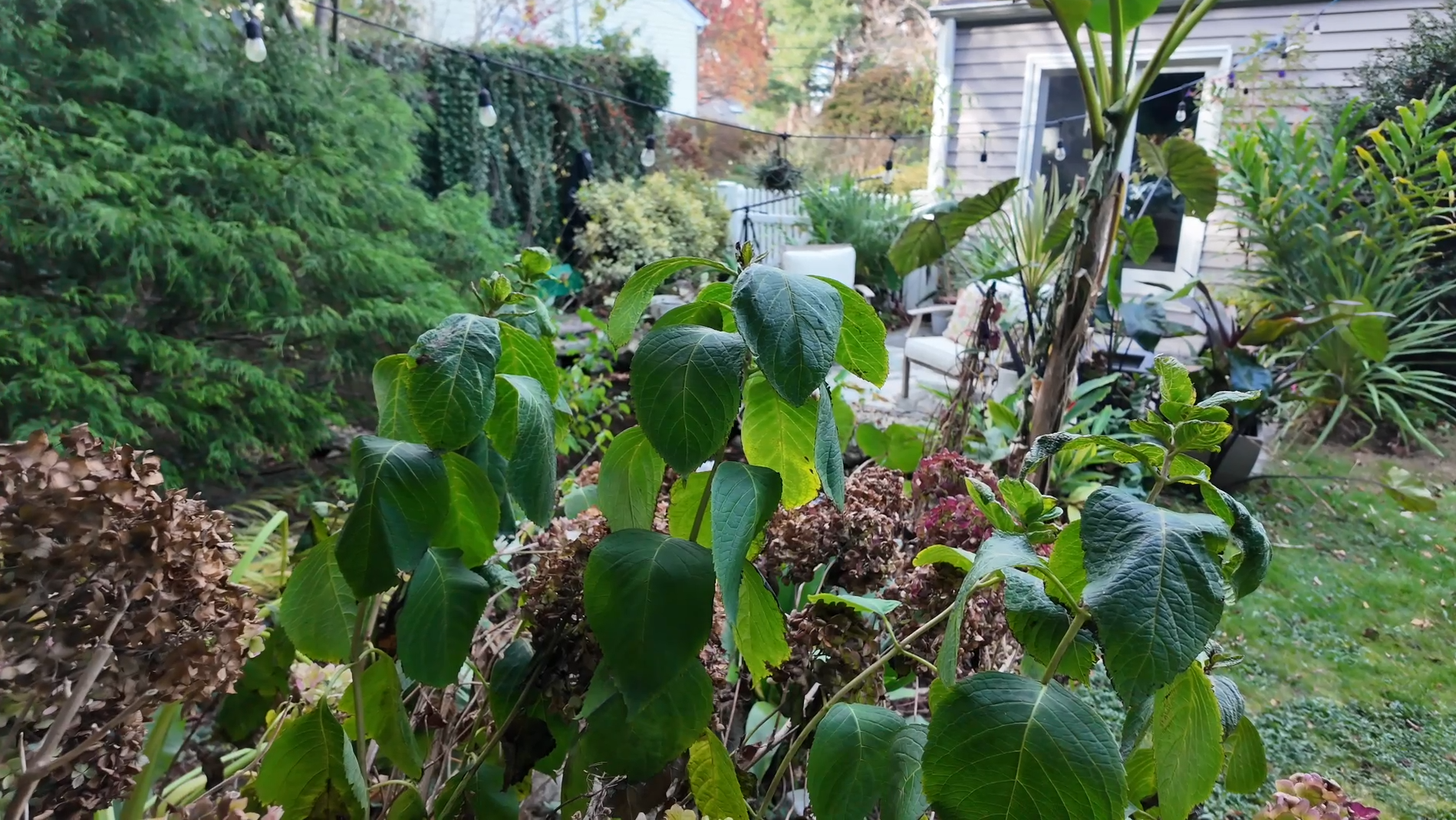 Garden Guide: Do you need to water your plants during the autumn drought?