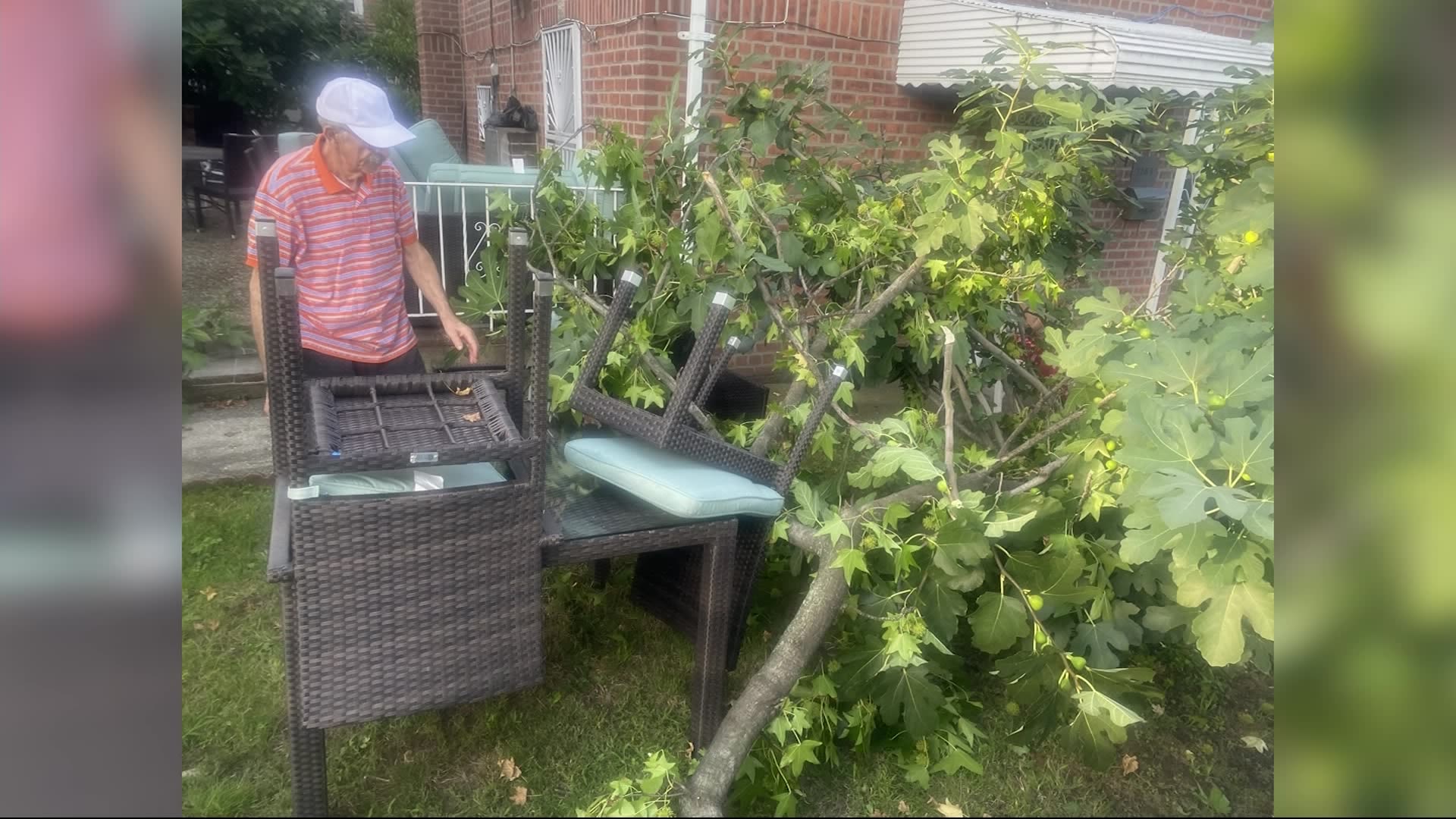 Fallen tree in Pelham Gardens a nuisance for neighbors