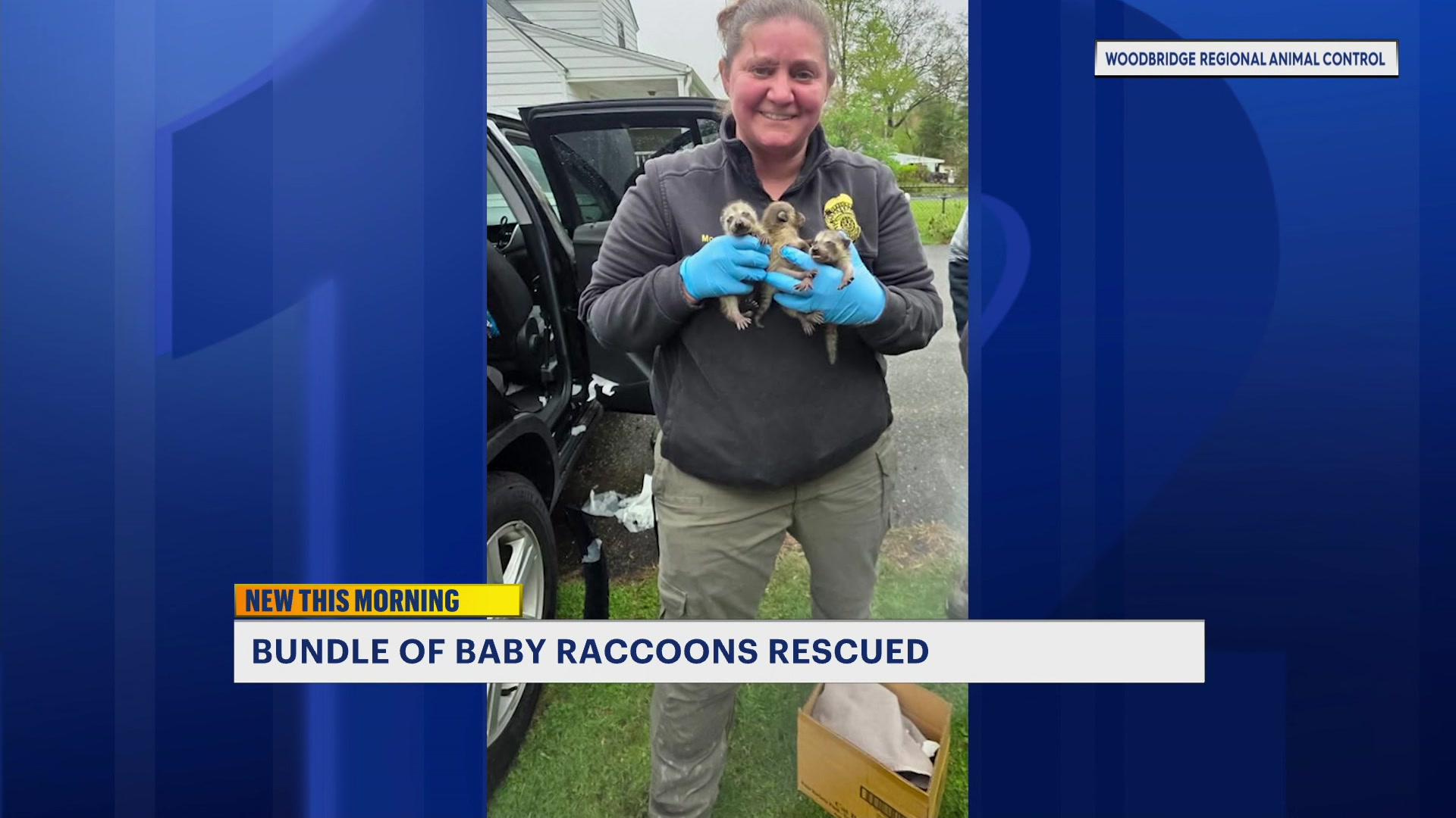 Raccoons8_2026-05-01-08-33-54
