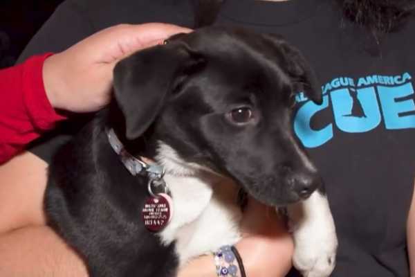 'John Wick' Reminds You Adopting Dogs Can Be Rewarding