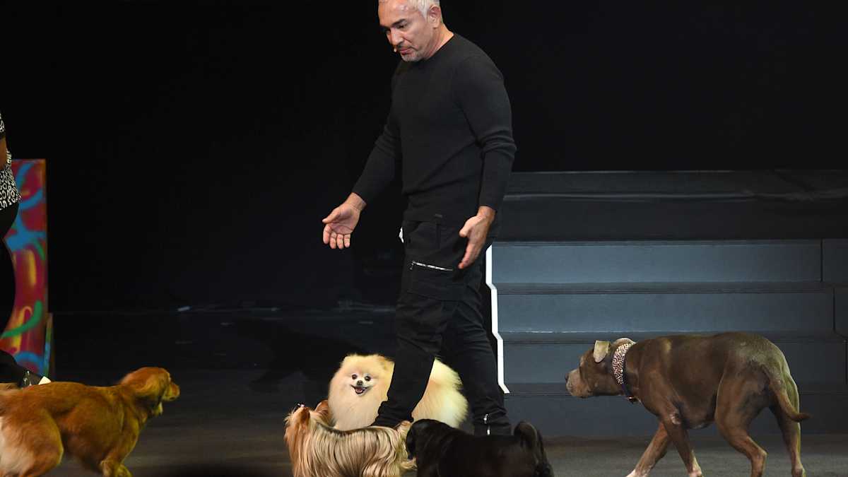 Cesar Milan on Caring for Your Pets This Holiday Season Cesar Milan on Caring for Your Pets This Holiday Season