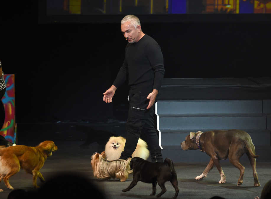 Cesar Milan on Caring for Your Pets This Holiday Season