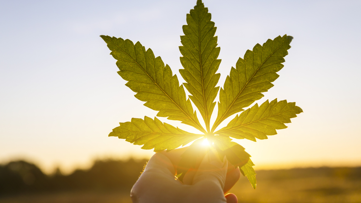 2021 Cannabis Industry Outlook: M&A, Capital Thaw and Global Opportunity