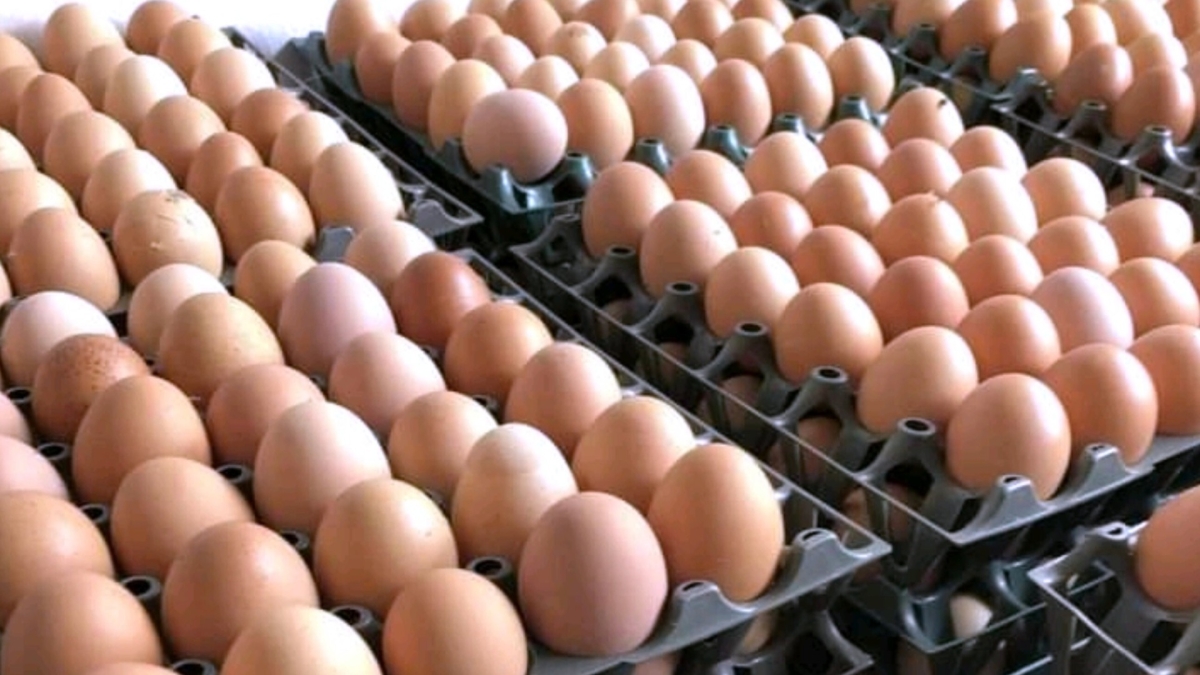 Egg Prices Plummet as Poultry Industry Recovers From Bird Flu Wipeout