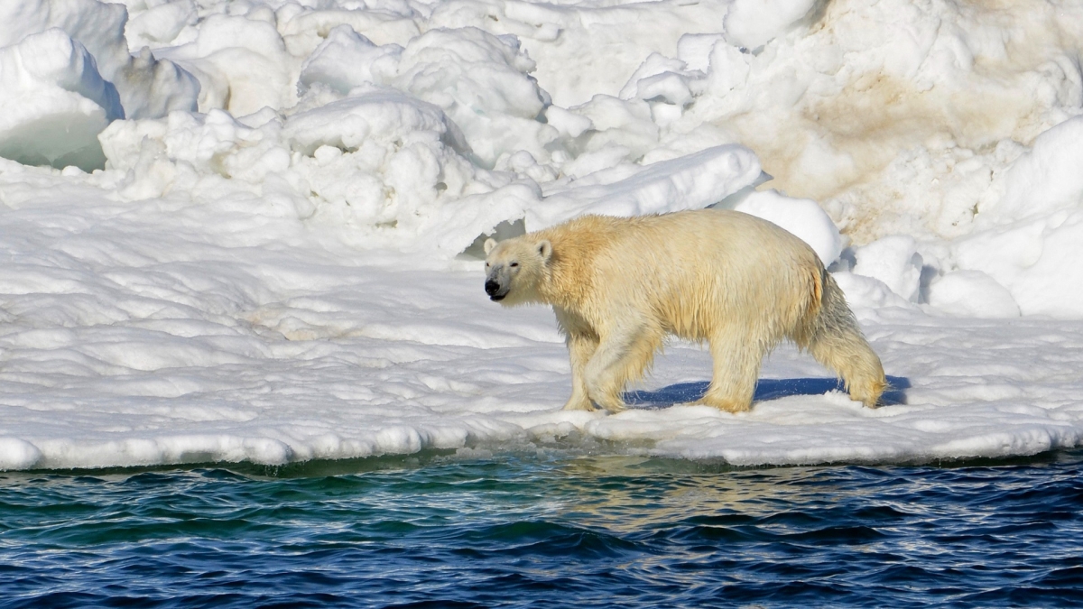 Polar Bear Kills Mother, Son Amid Rampage in Remote Alaskan Village