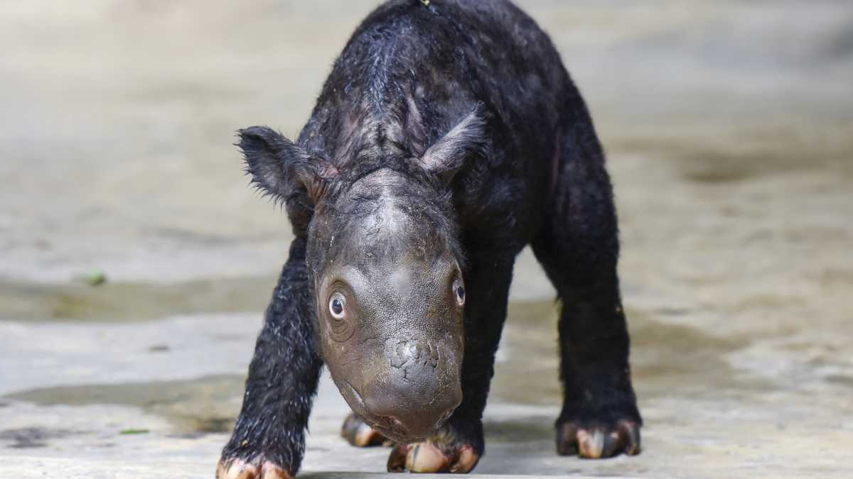 Endangered Sumatran Rhino Born in Indonesia