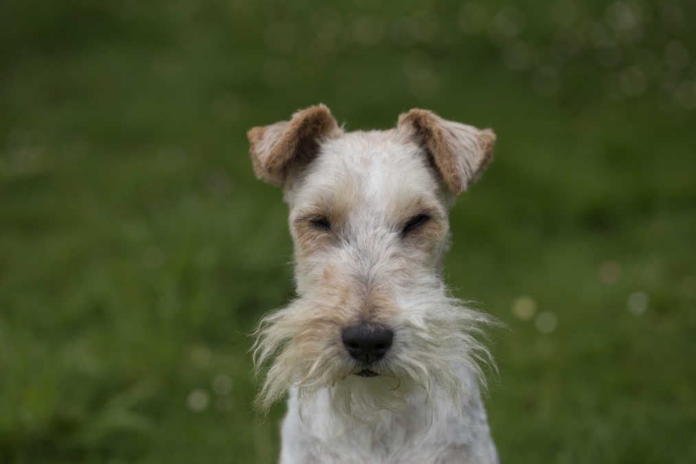 Sealyham Terrier Wins Big at National Dog Show