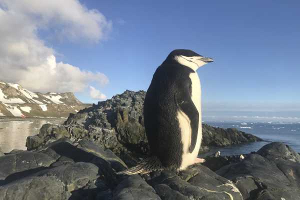Study: Penguins Take 4-Second Naps Throughout The Day