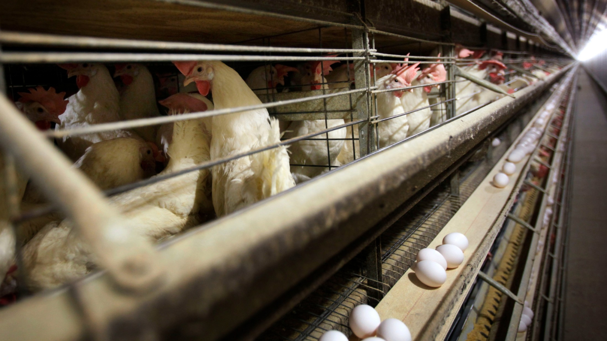 Bird Flu Taking Toll on Industry as 1.35M Chickens Will Be Killed on Ohio Egg Farm
