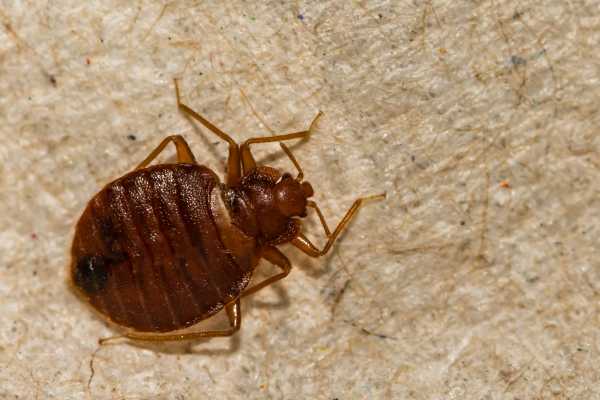 How Two Companies are Using Tech and AI to Squash Bedbug Infestations