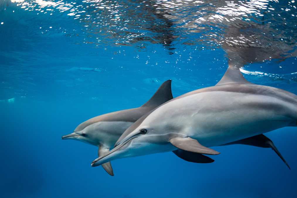 Dolphins Use 'Baby Voice' With Their Young