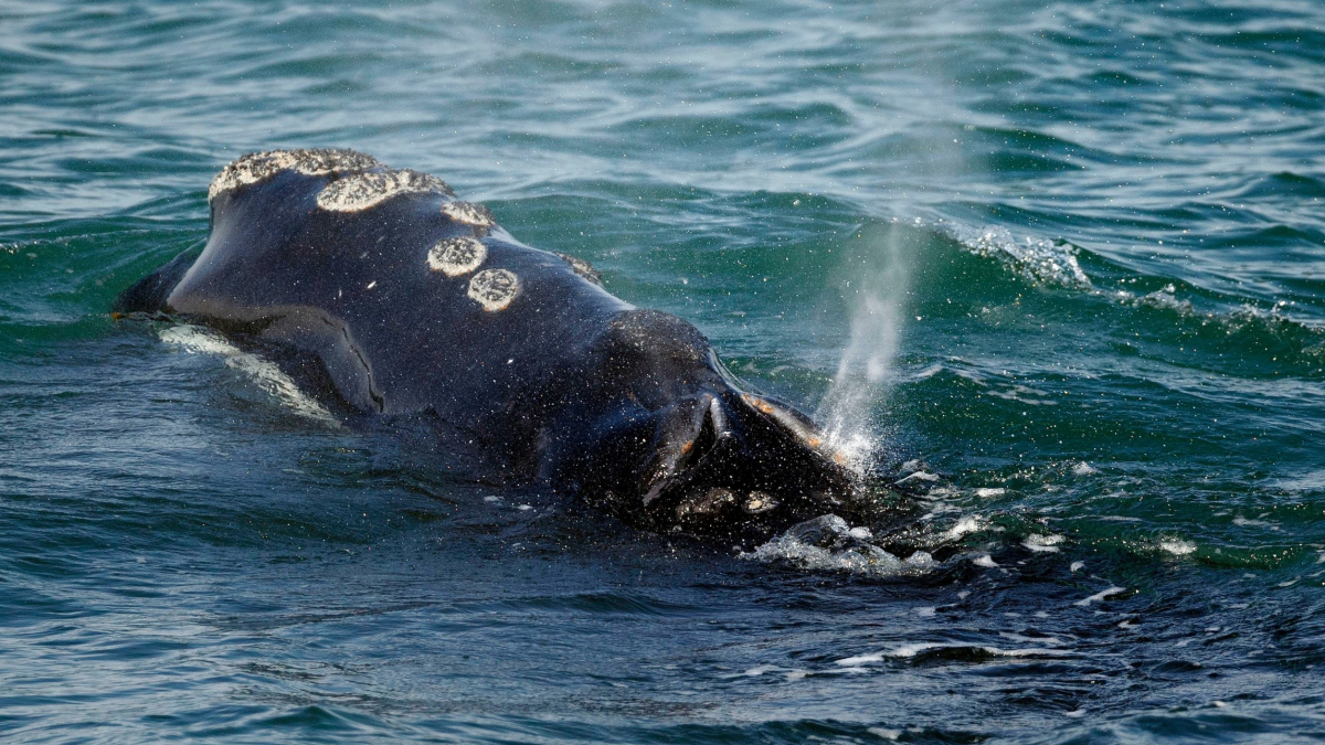 Environmental Groups Demand Emergency Rules to Protect Rare Whales From Ship Collisions