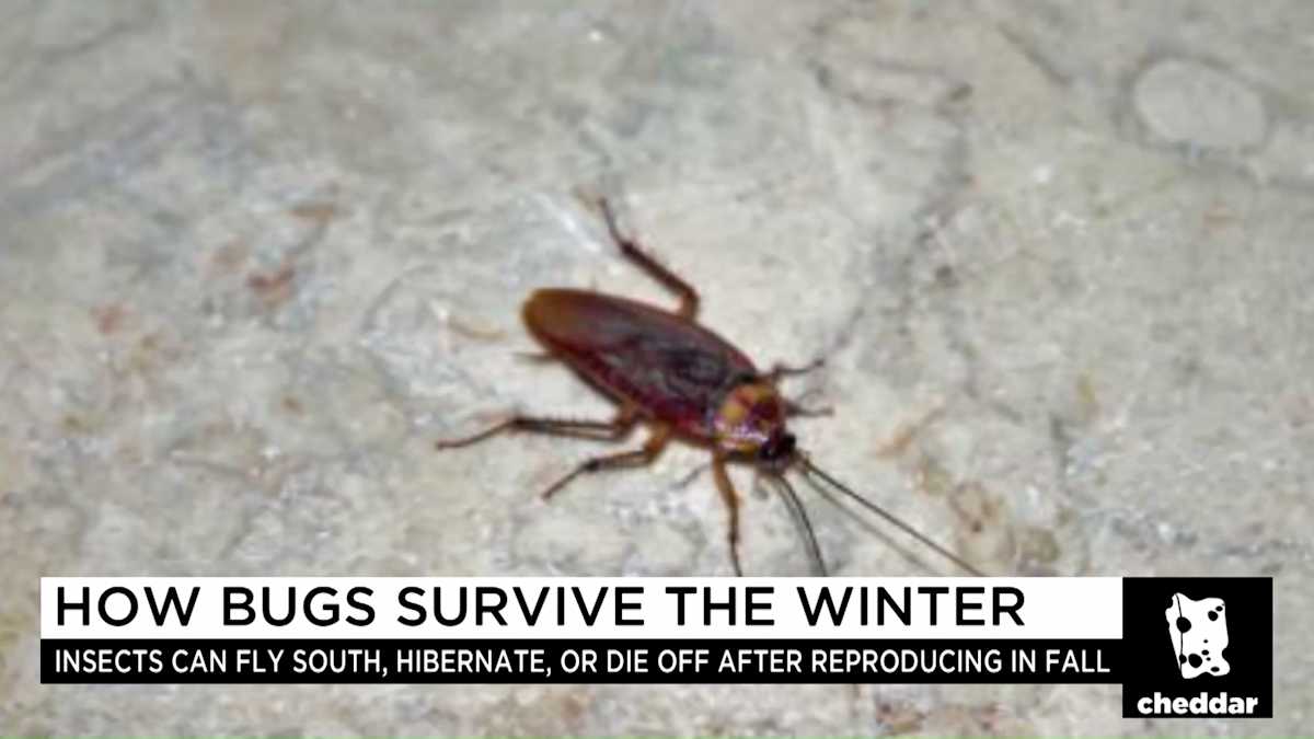 How Do Bugs Survive the Winter?
