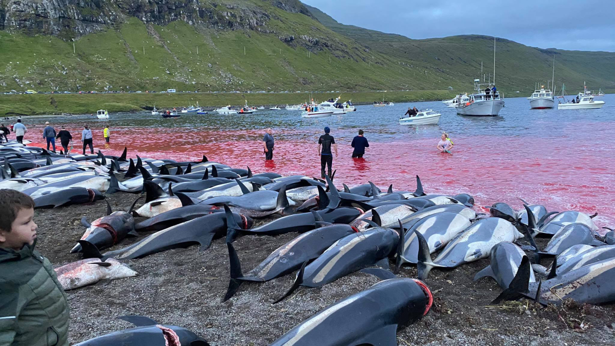 Slaughter of Dolphins on Faeroes Sparks Debate on Traditions