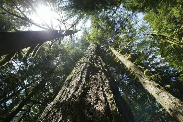 Biden Administration Moves to Protect Old-Growth Forests as Climate Change Brings Fires, Pests