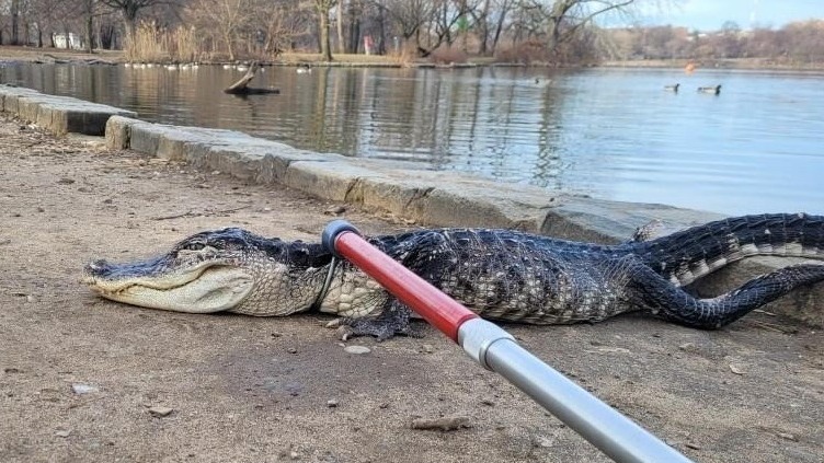 Cold-Blooded: Abandoned Alligator Rescued from Brooklyn Lake