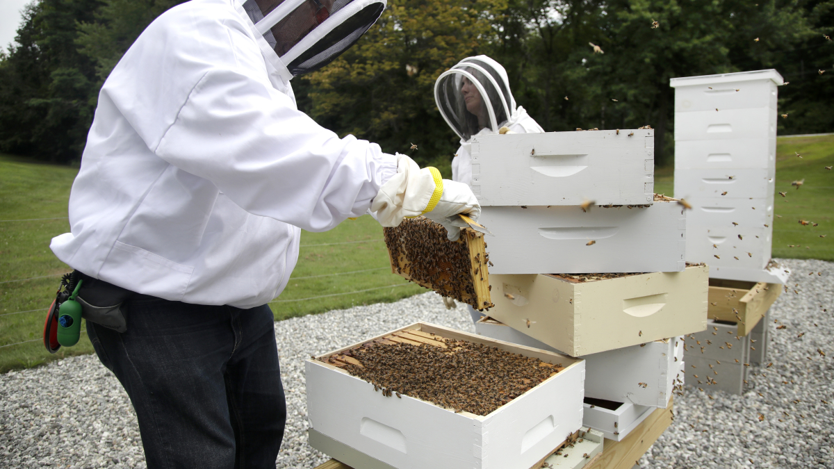 Beekeeping Craze Not So Sweet Without Proper Precautions, Says Expert
