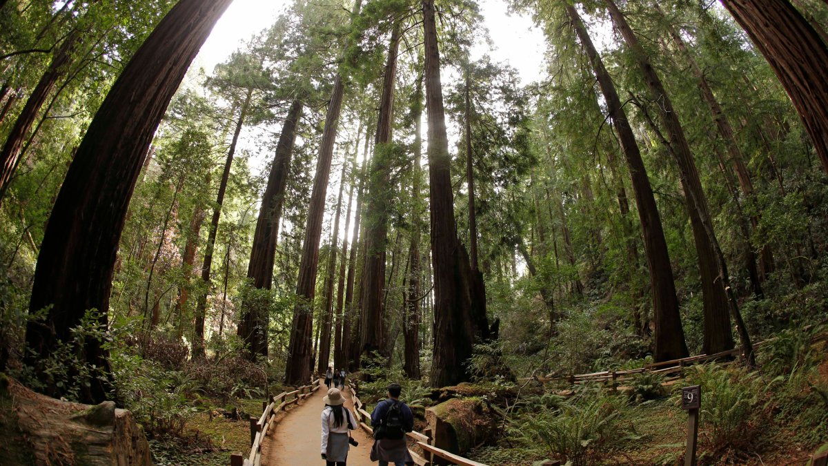 Redwood Tree Falls, Kills Hiker in California Park