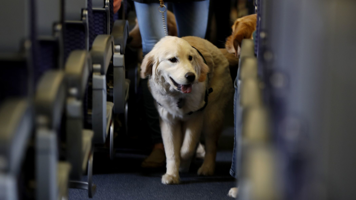U.S. Tightens Definition of Service Animals Allowed on Planes