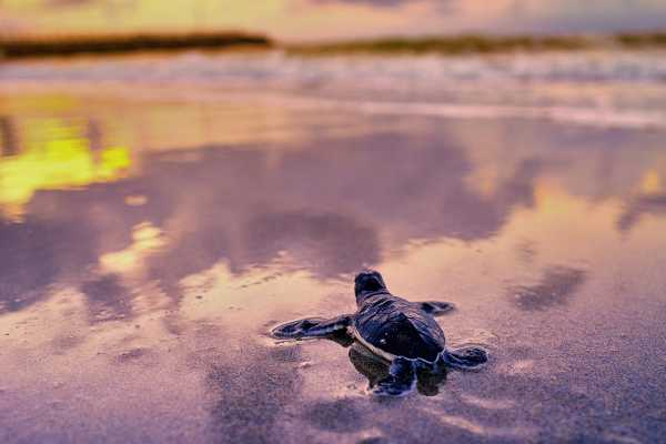 Sea Turtle Nests Break Records on U.S. Beaches, but Global Warming Threatens Their Survival
