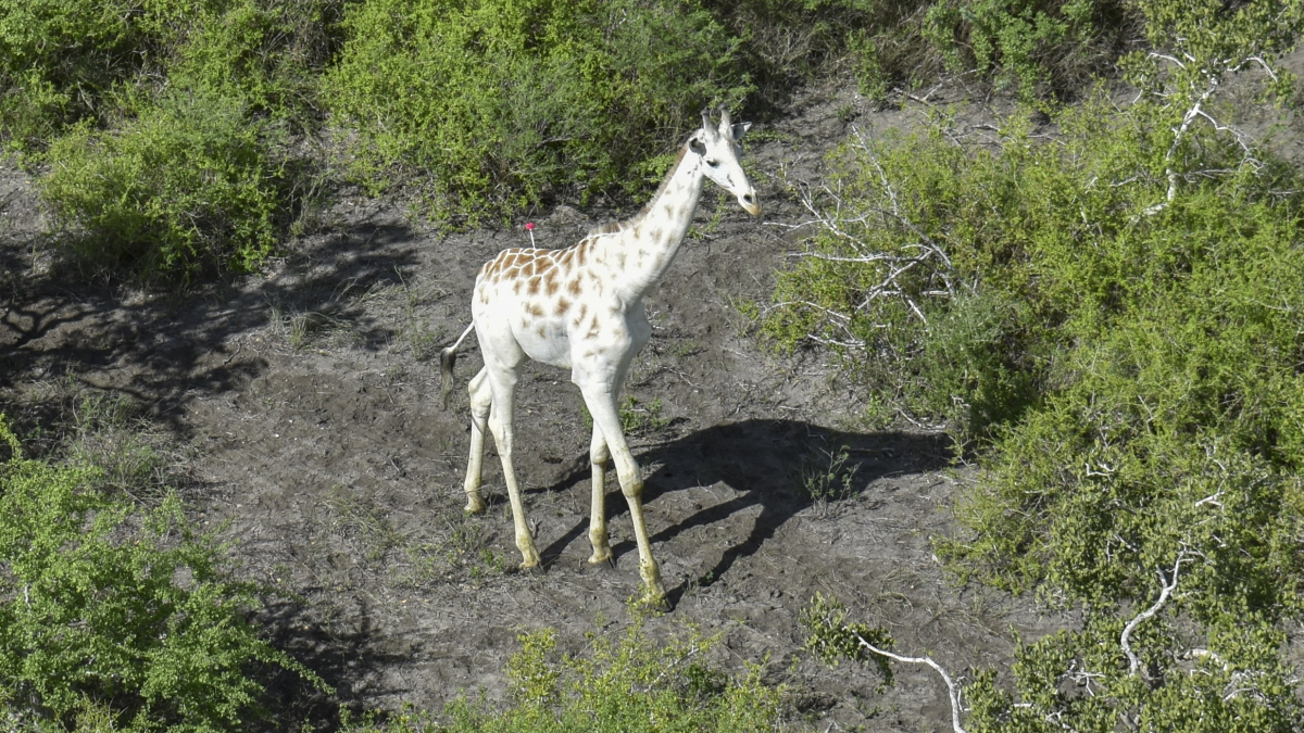 World's Last Known White Giraffe Gets GPS Tracking Device
