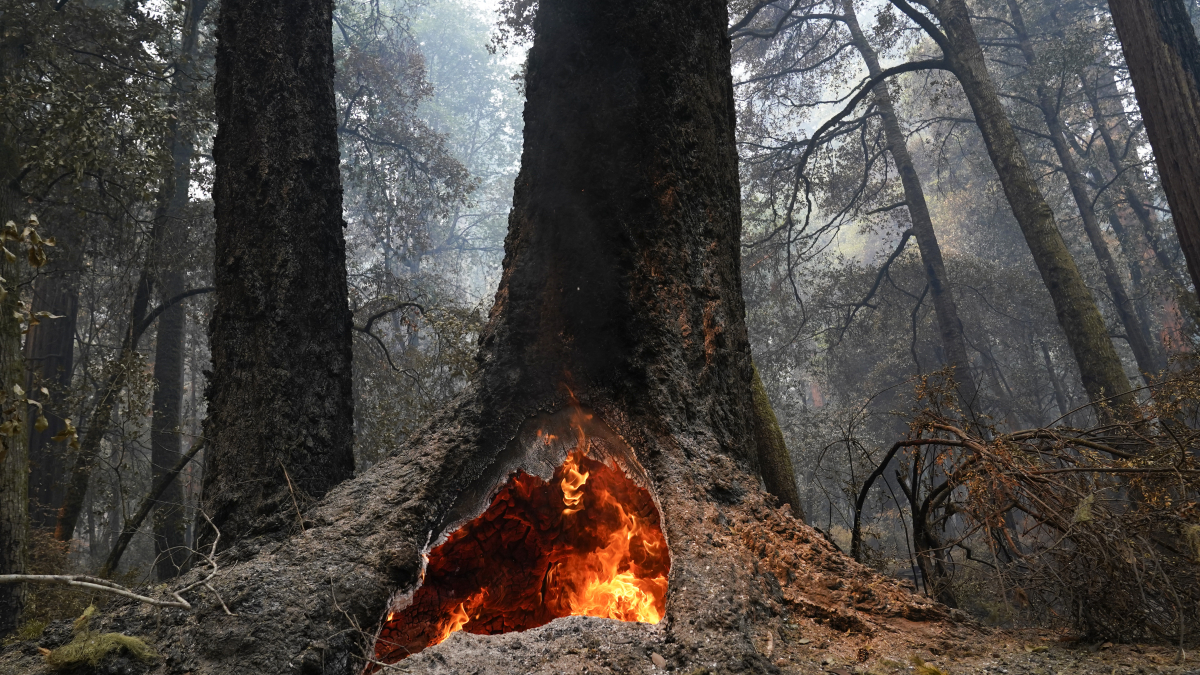Redwoods Survive Wildfire at California's Oldest State Park