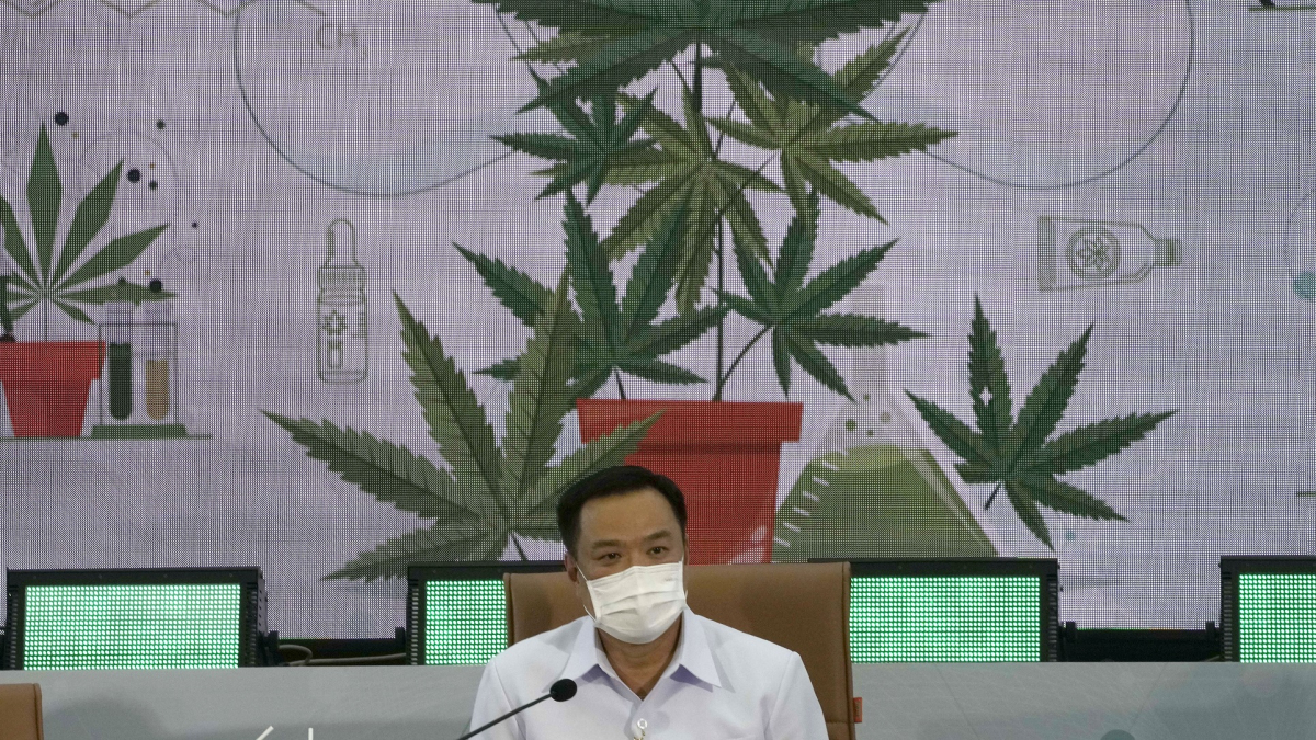 Thailand Providing Free Cannabis Plants for Home Cultivation