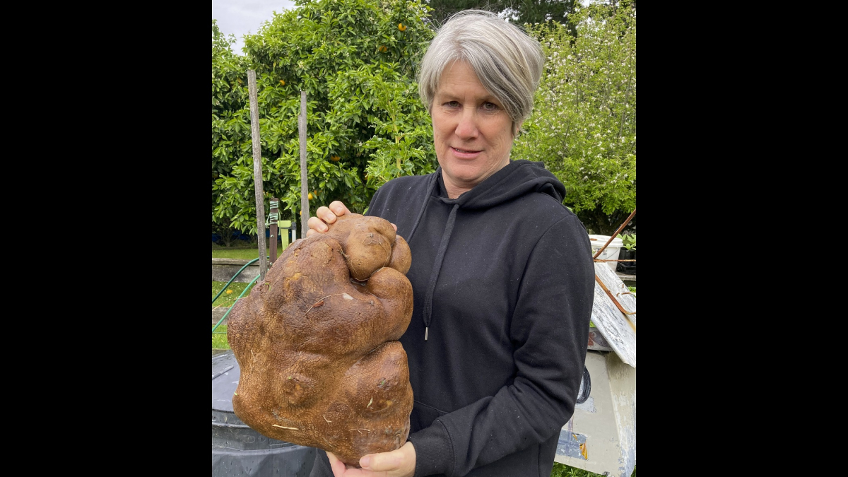 Nice Try but No Potato for New Zealand Couple's Giant Find