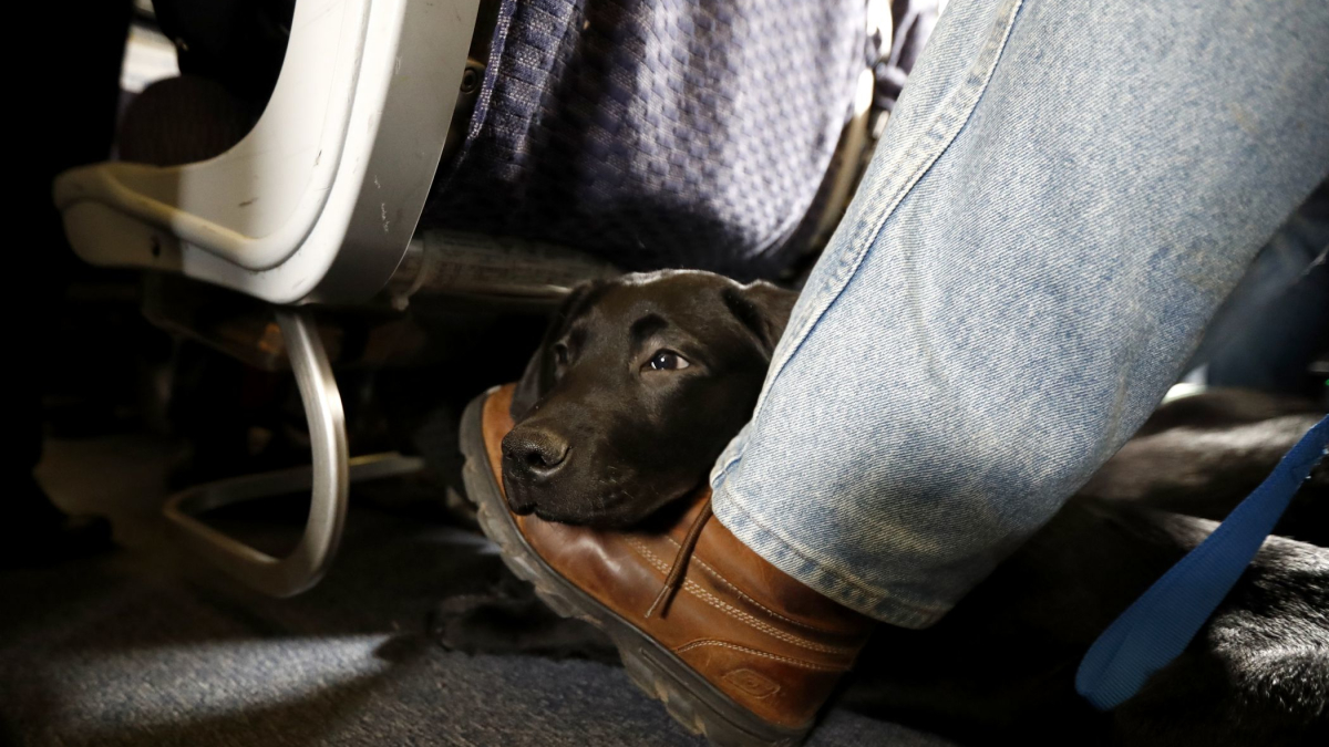 American Airlines Is Grounding Emotional-Support Animals