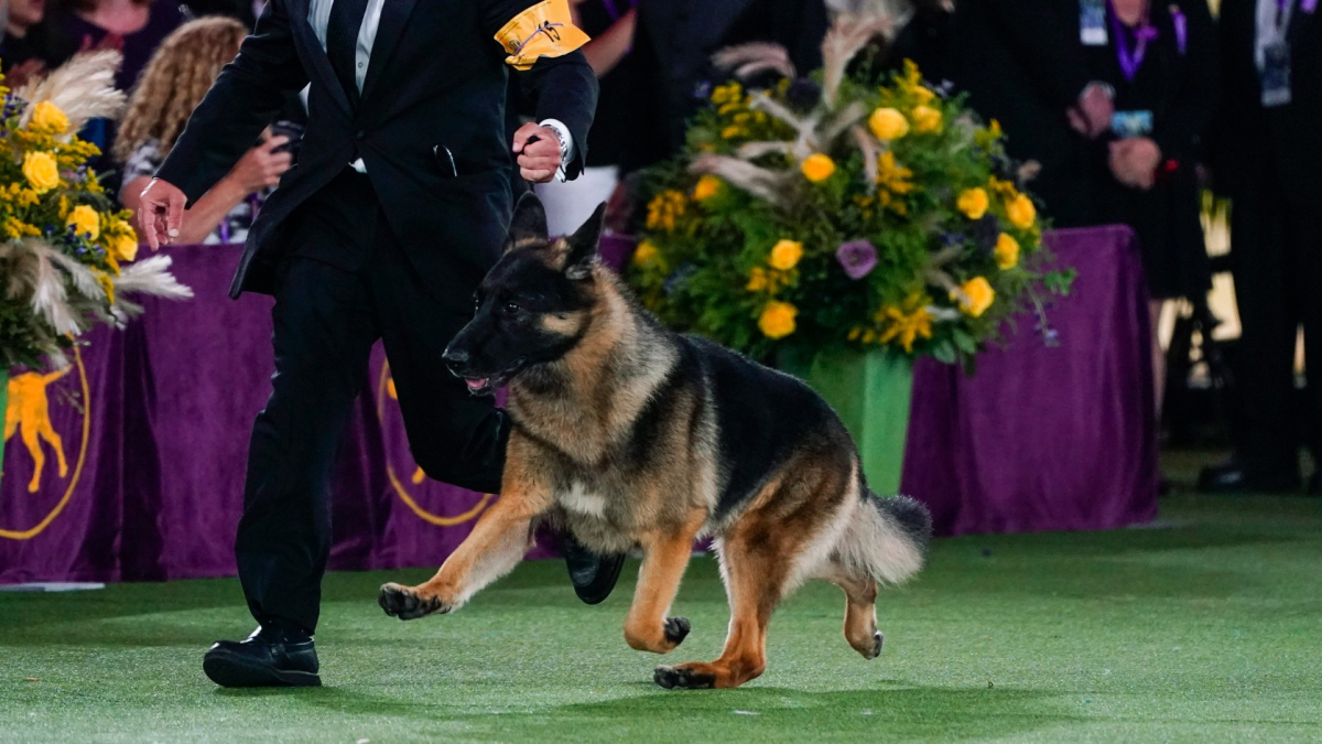 Dog Show 101: What's What at the Westminster Kennel Club