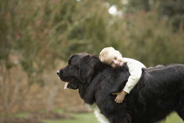 Debunking Myths Around Adopting Large Dogs
