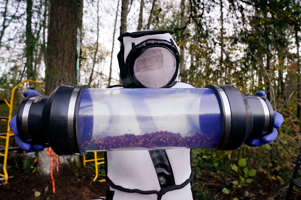 Crews Vacuum 'Murder Hornets' Out of Washington Nest