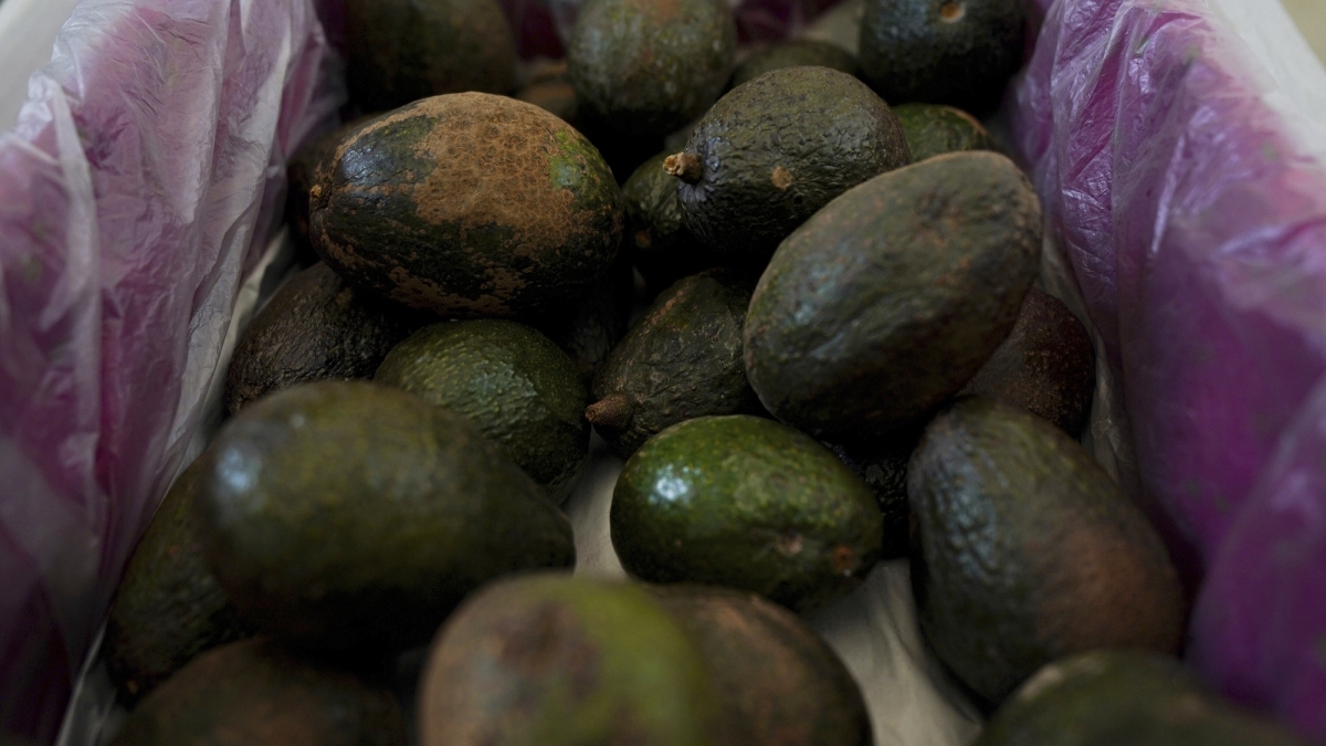 Mexico Says Conspiracy Behind Avocado Ban; U.S. Cites Violence