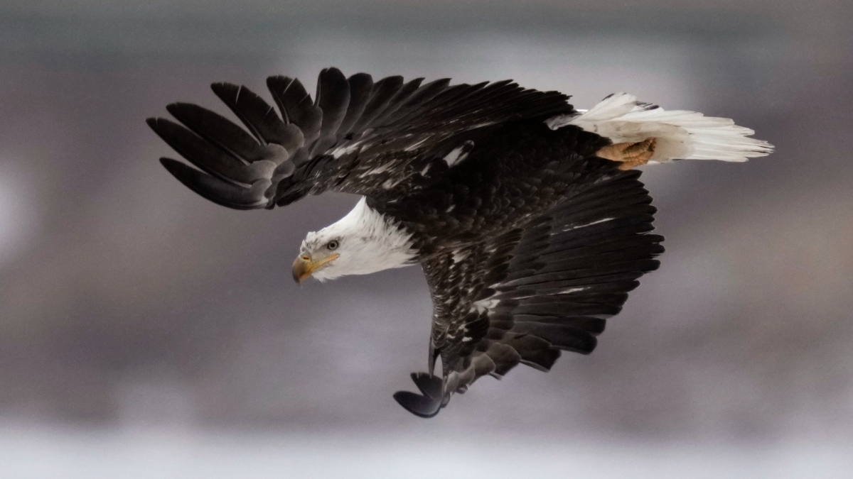 Close-up image of the bald eagle, wings outstretched.